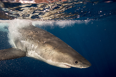 screenshot - SHALLOW • Gefahr aus der Tiefe